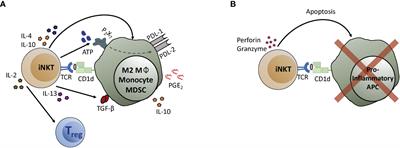 Harnessing invariant natural killer T cells to control pathological inflammation